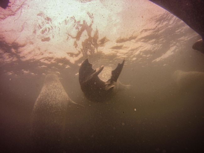 Day 55 - Diving with Seals in Rostock