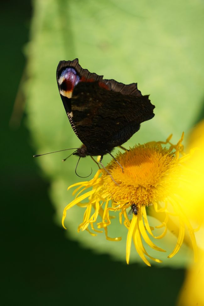 Vor’m Sommer ist mitten im Sommer