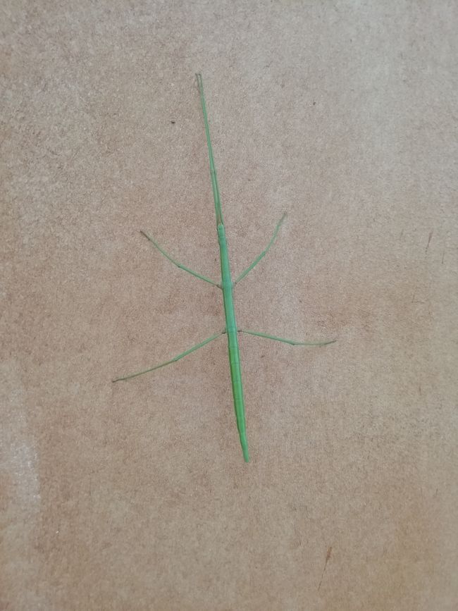A decent stick insect