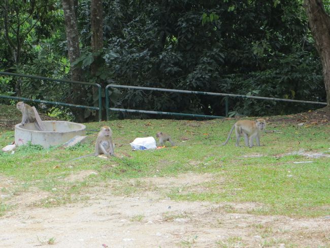 Und auf dem Parkplatz dann die Überraschung: auch hier kann man Affen sehen! Wobei die da waren, weil hier leider wieder Müll rumlag...