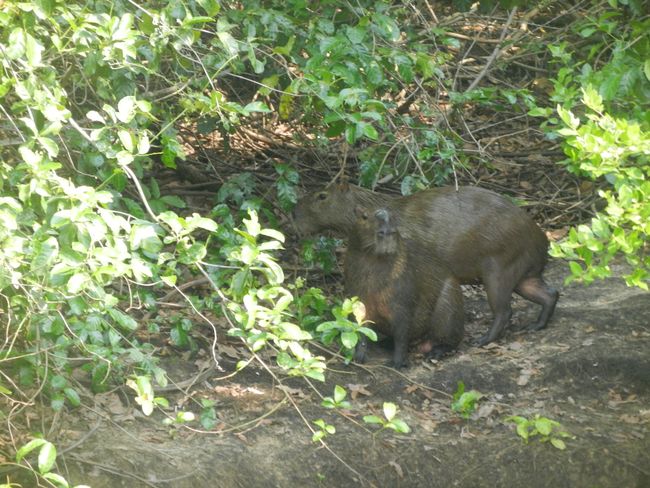 Pantanal Wasserschwein/capivara