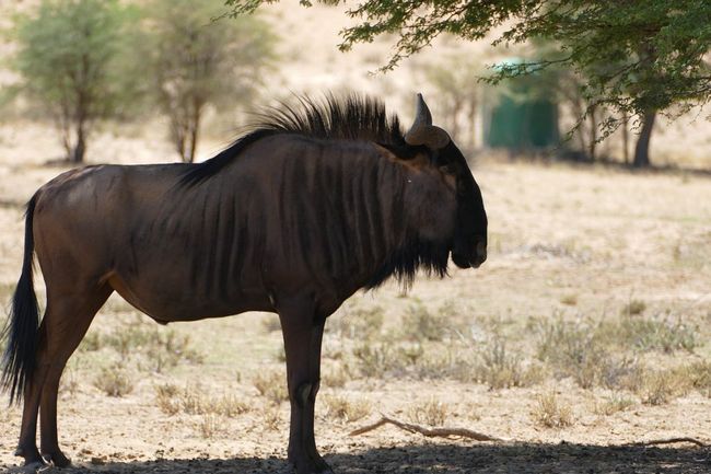 Not very pretty, the wildebeest