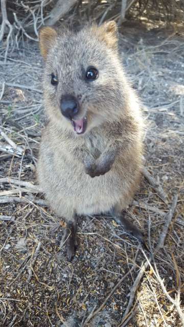 The quokkas are so cool! Rottnest island