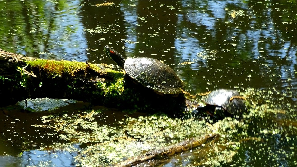 Turtles sunbathing