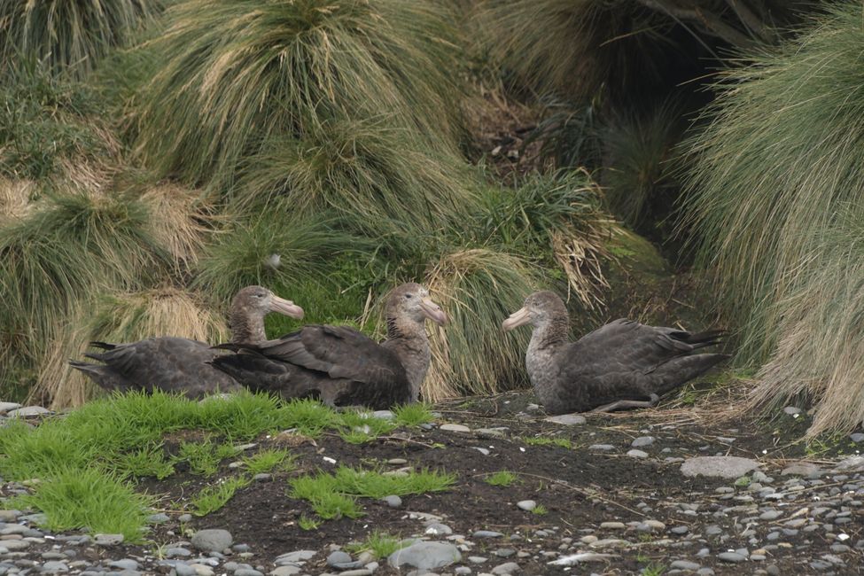 Campbell Islands - Wandering Albatrosses