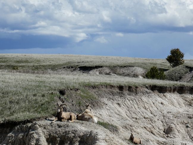 badlands np - bighorn sheeps