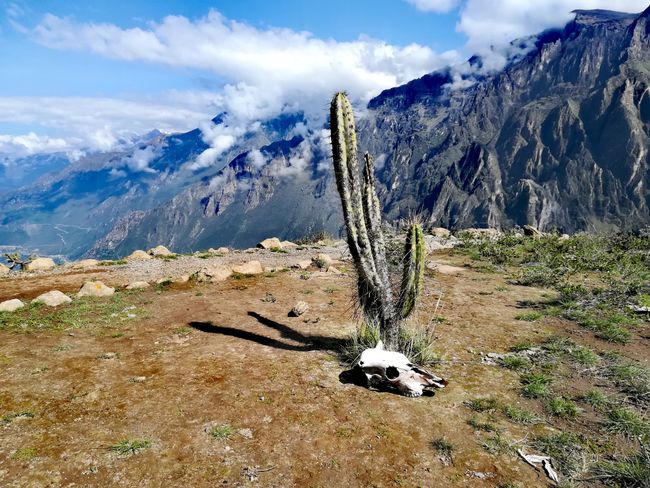 Arequipa နှင့် Colca Canyon