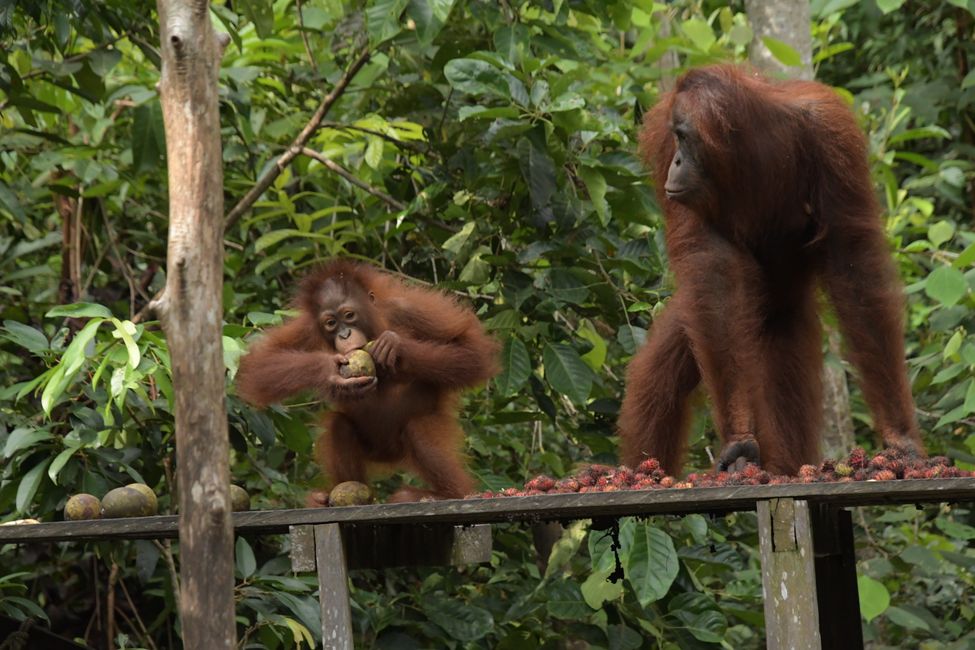 Orangutan at the Camp Leakey feeding ground