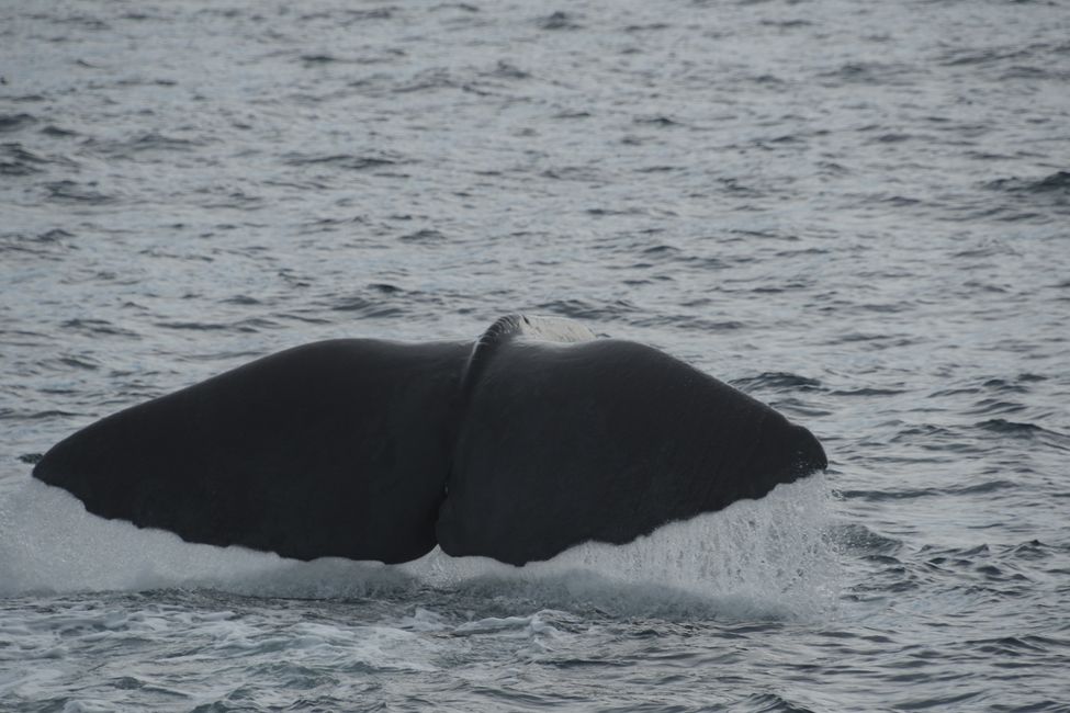 Kaikoura - Sperm whale - tail fluke diving