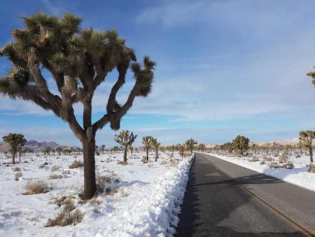 Skiing and sledding are good in Joshua Tree