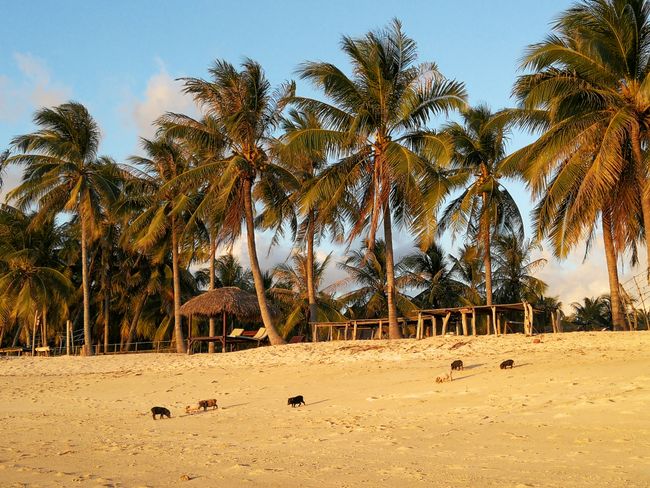 Red Island - Surf paradise and pigs on the beach