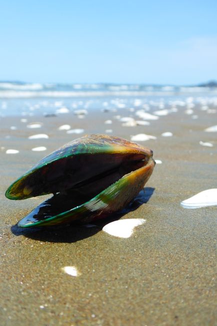 11.1.20 Orewa Beach & me as a shell seeker