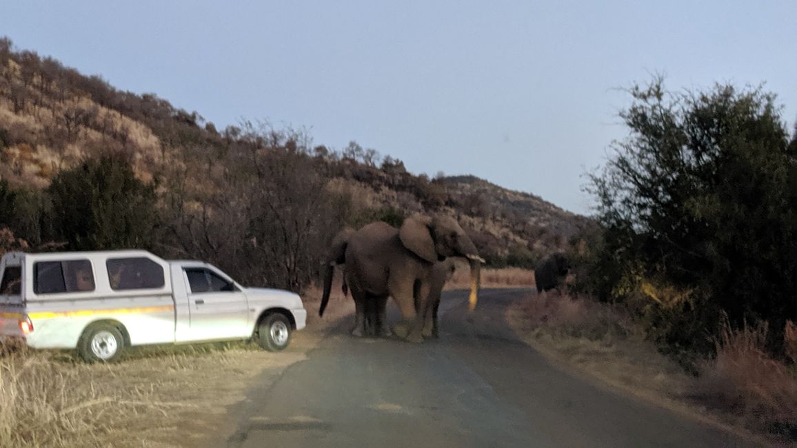 Day 7 - Pilanesberg National Park