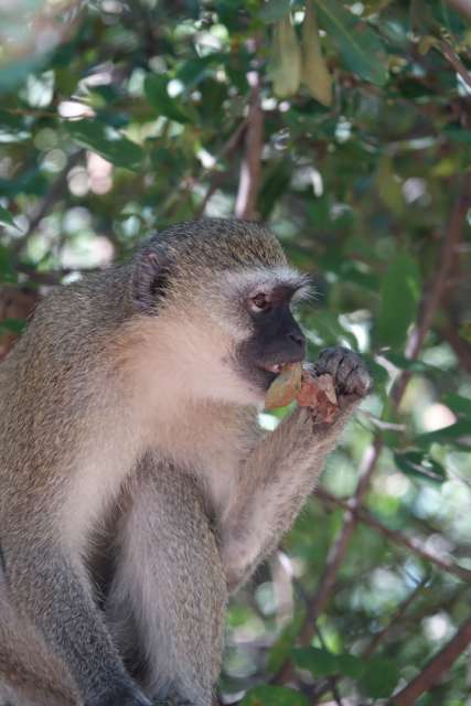 Vervet Monkey (Grünmeerkatze) 