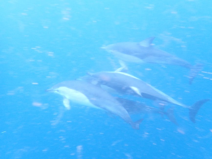 Kaikoura - Dolphin swimming