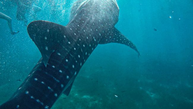 Tag 185 - Snorkeling with Whale Sharks in Oslob and another flat tire