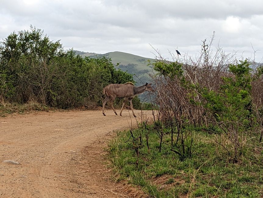 Hluhluwe-Imfolozi-Nationalparks