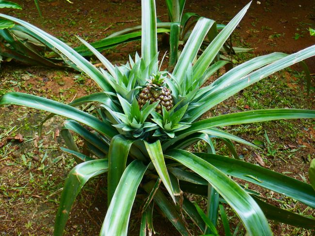 This is how pineapples grow. You're welcome 😉