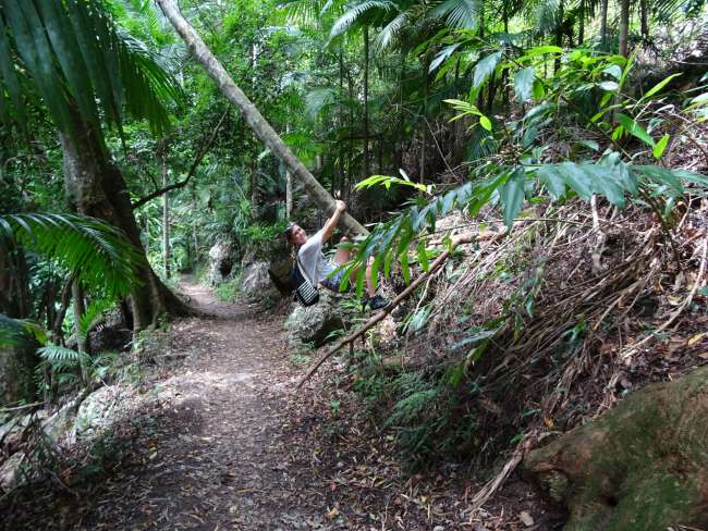 Springbrook National Park