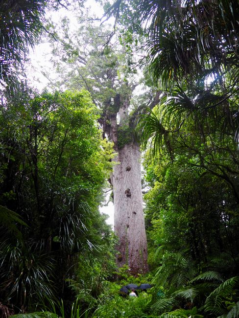 Kauri trees with up to 18 meter radius