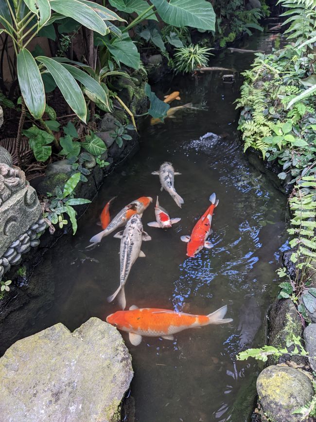Koi Carp in the 'pond' of the accommodation (to the left of the path) 