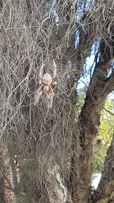 During work outside, Jana discovered this spider on a bush.