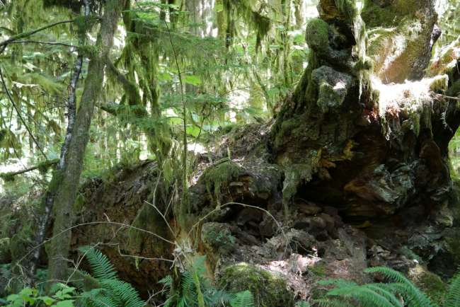 Cathedral Grove - Vancouver Island