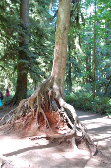 Cathedral Grove - Vancouver Island
