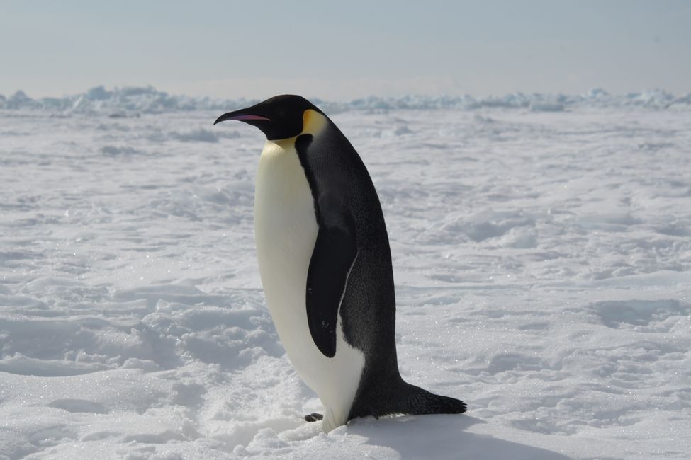 Emperor penguin