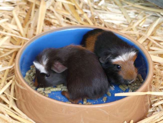 So cuuuuute little guinea pigs