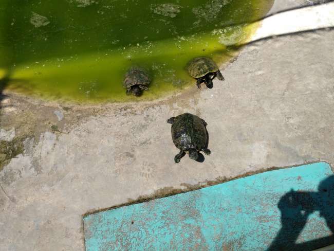 Turtles in Black River