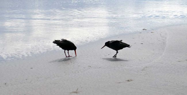 2 unknown shorebirds