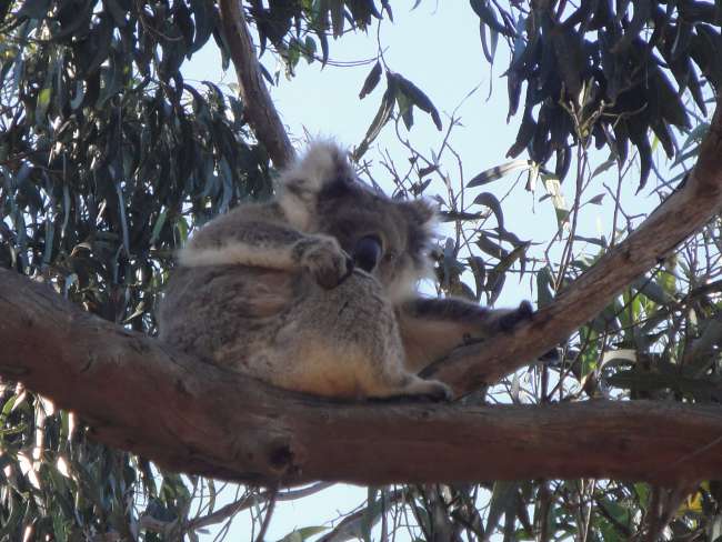 Kangaroo Island snel Privat