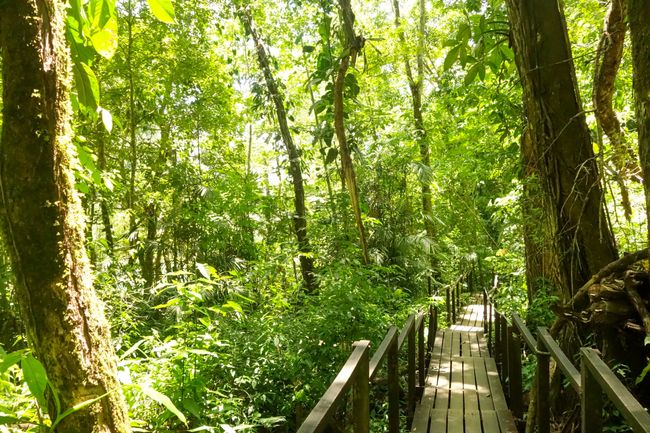 Noch ein kurzer Pfad durch den Wald. 