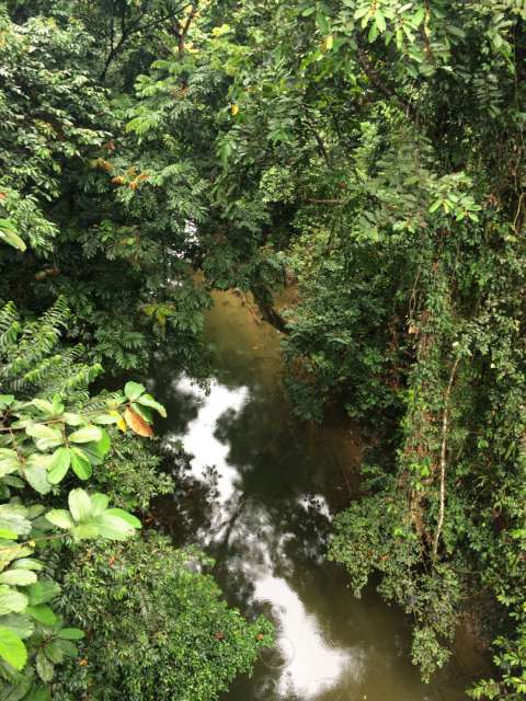 A little bit of forest and river in Mulu