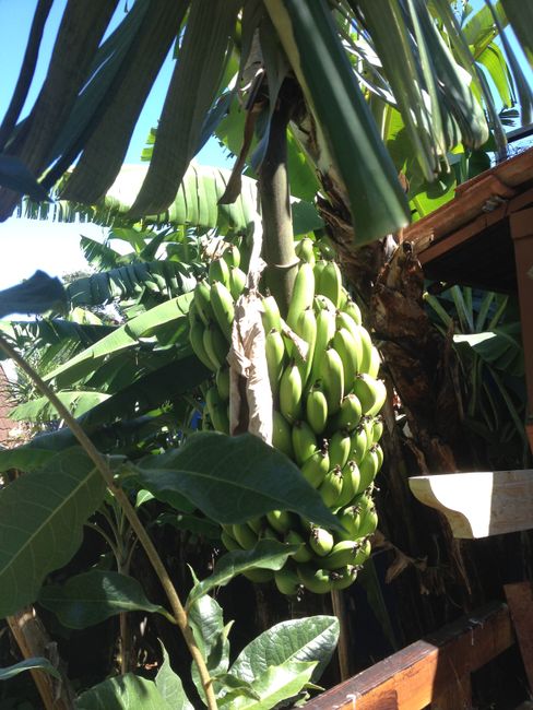 Mission: Bananenbaum fällen und ernten