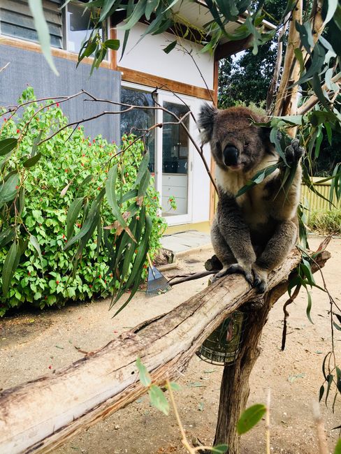 Once cuddling with koalas - visit to Jirrahlinga Koala & Wildlife Sanctuary