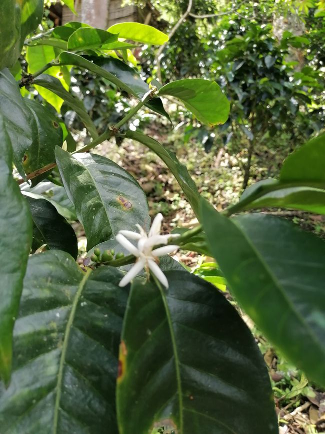 Blüte eine Kaffeepflanze