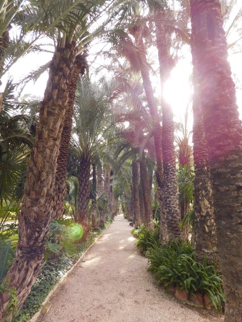 the palm garden of Elche/Elx
