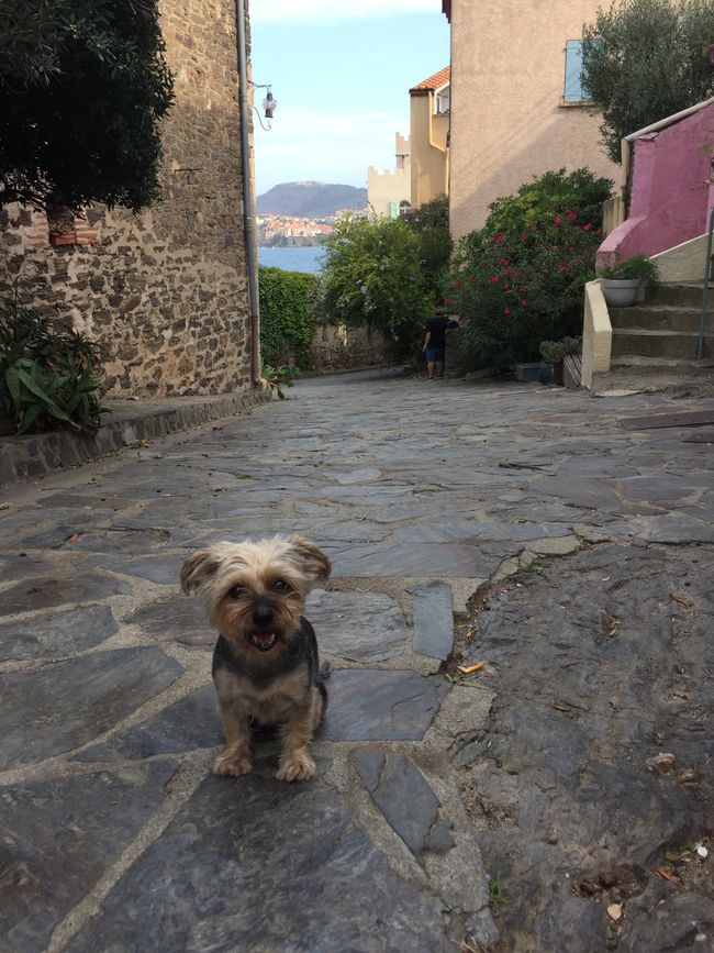 Collioure နှင့် Port-Vendres