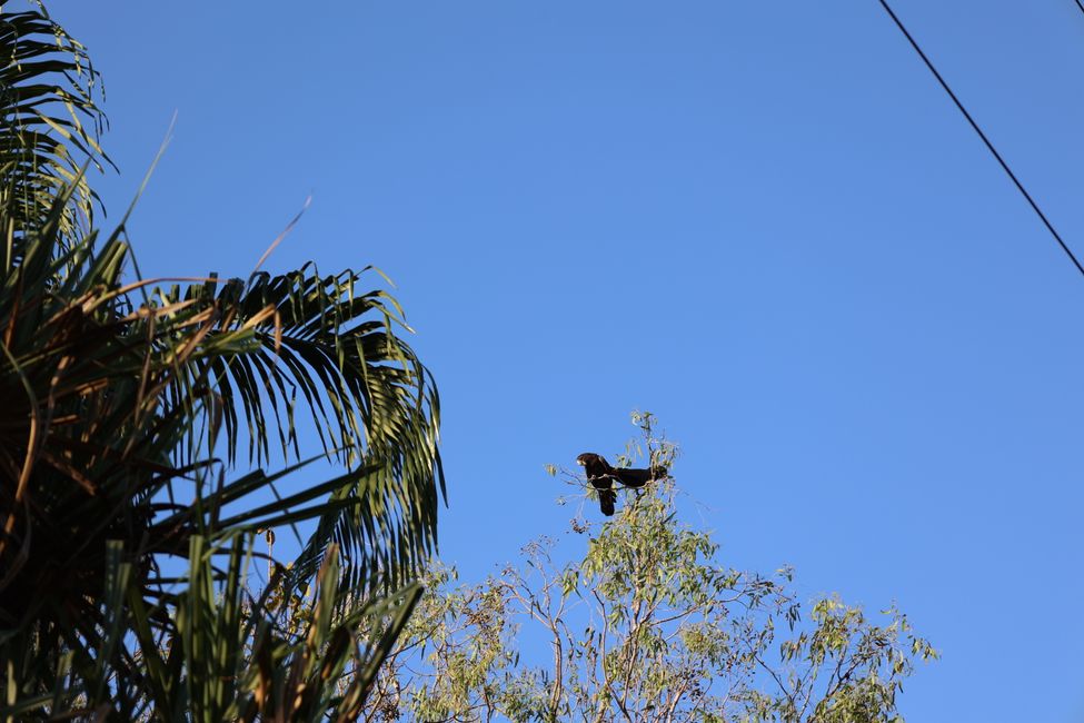 Tumbling waters black cockatoo