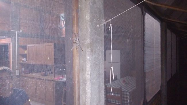 The truly horrifying spider