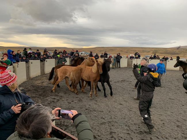 Sorting horses in a hurricane