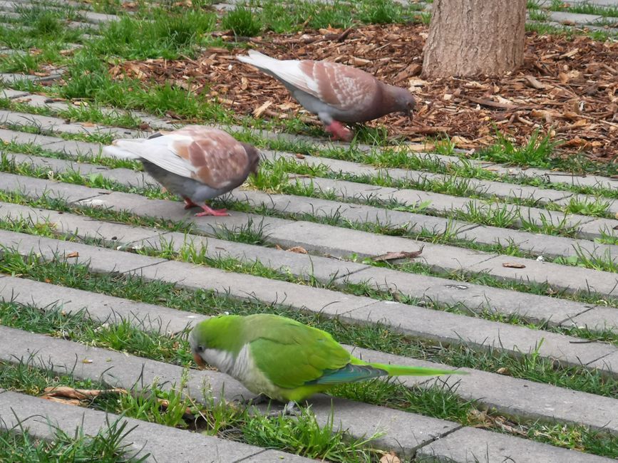 Süß oder? Es gibt hier mehr wilde Wellensittiche (?) als in jeder anderen spannischen Stadt