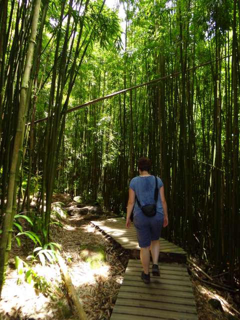 Bambus-Wald in der Nähe von Hana
