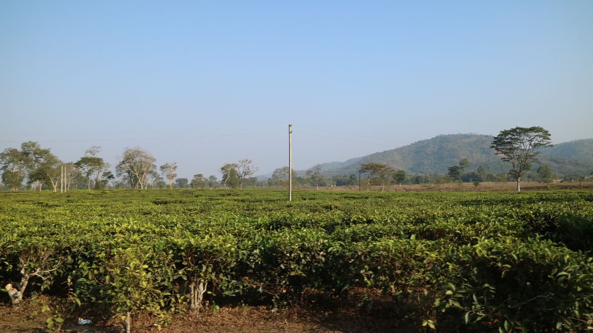 Assam - Teefelder