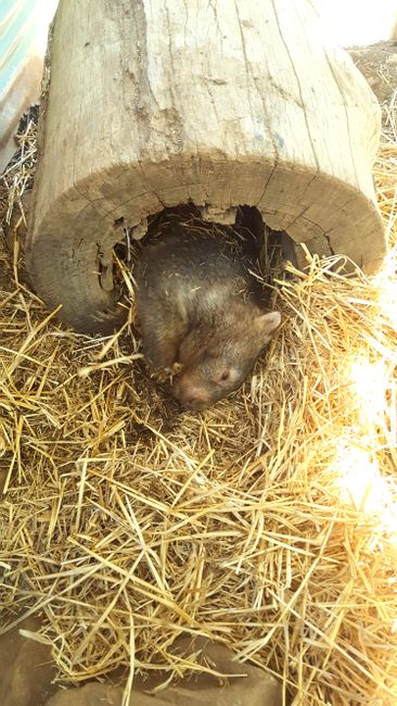 den Wombats ist auch zu warm, in den meisten Zoos bekommen sie klimatisierte Bauten, da sie normalerweise mehrere Meter tief in der kühlen Erde wohnen