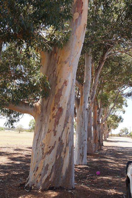 how strong eucalyptus trees can be