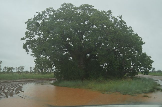 Arbre Baobab sur la route, tout est sous l'eau