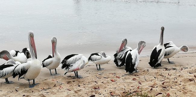 Pelikane 